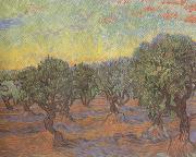 Vincent Van Gogh Olive Grove:Orange Sky (nn04) oil painting reproduction
